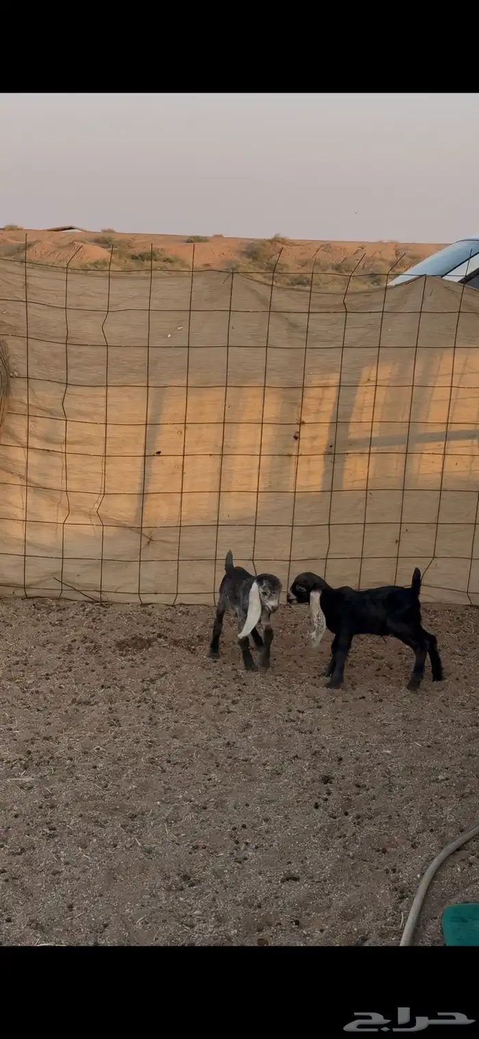 معزاء متاويم 6