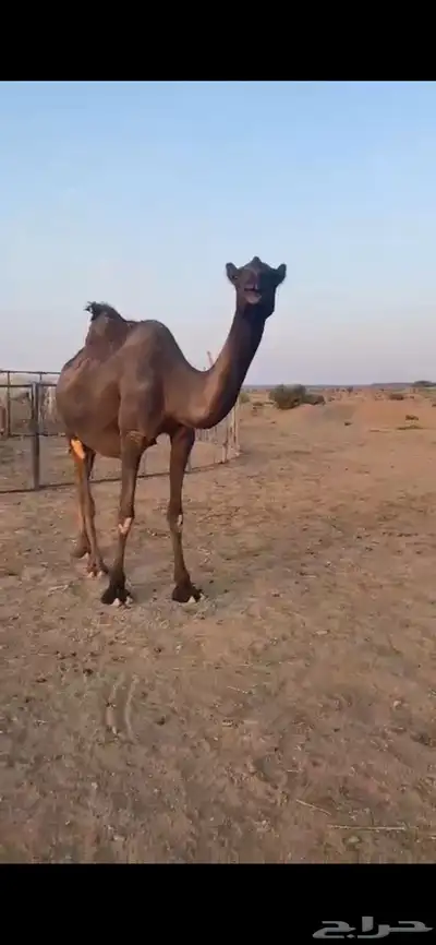 بكار لقحات index