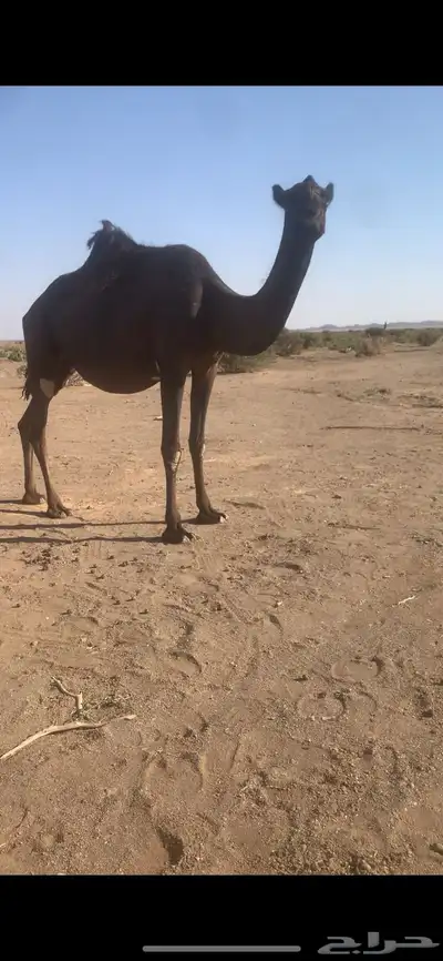 بكار لقحات index