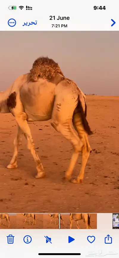 فحل اشقح رماني من بعارين المهيلب index