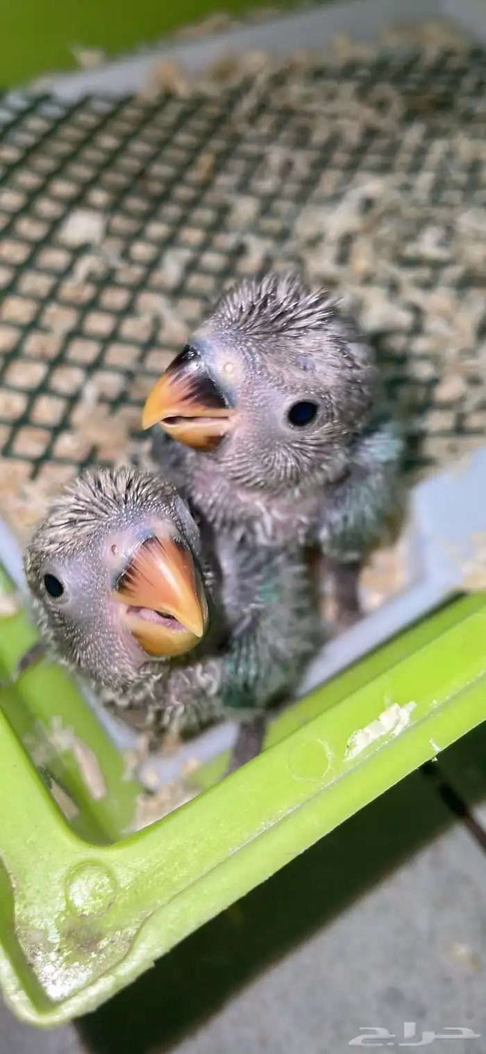 عروض على فروخ الروز 4