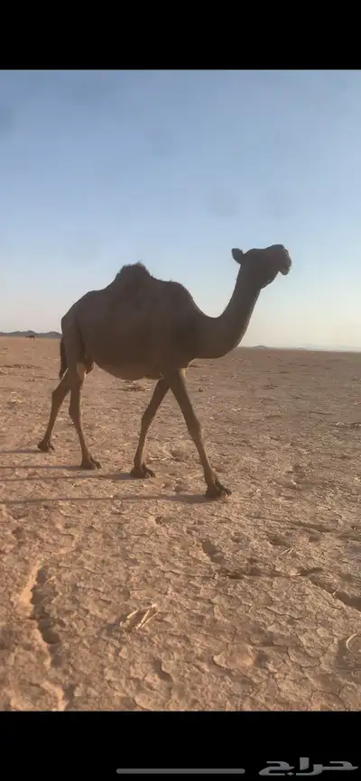 بكار لقحات index