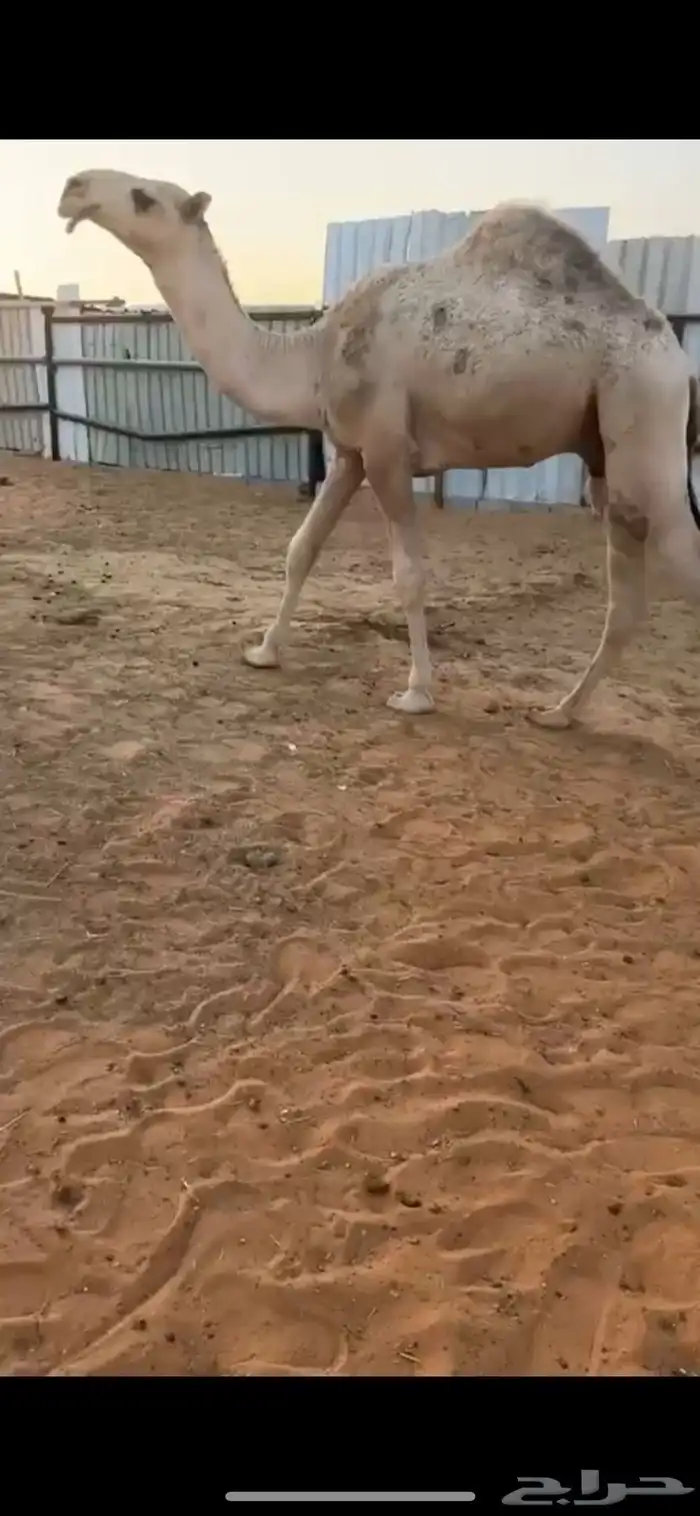 البيع قعود 2