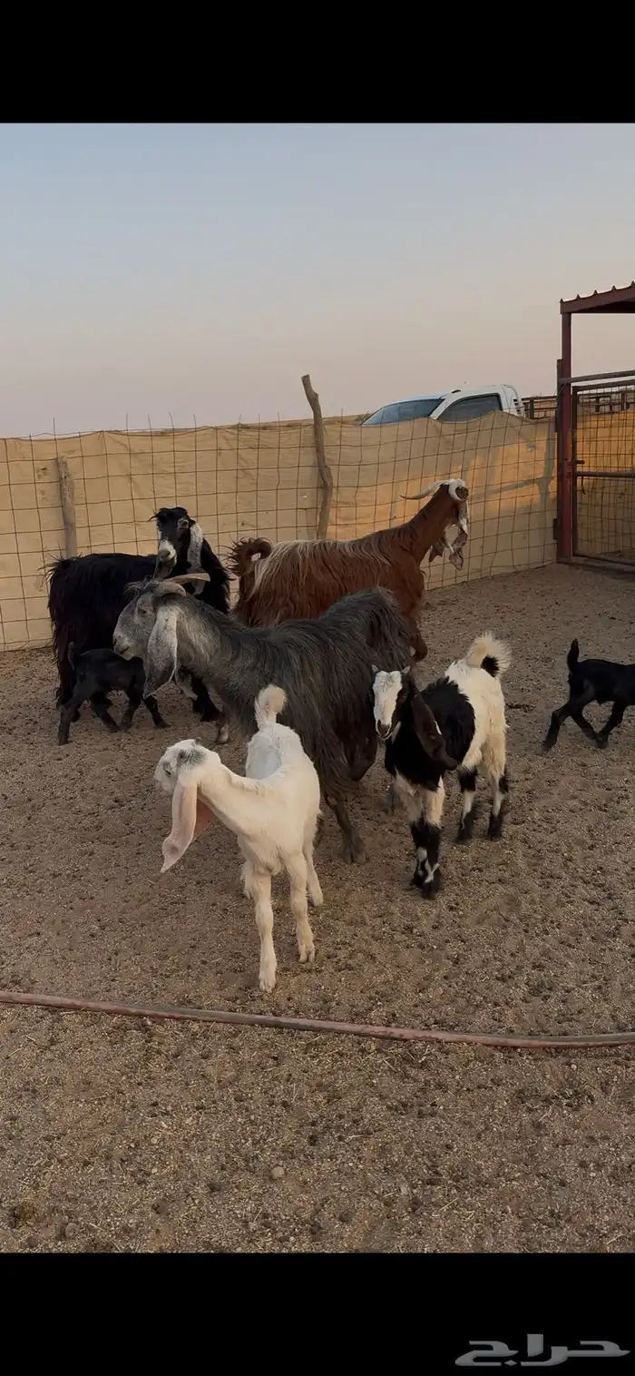 معزاء متاويم 2