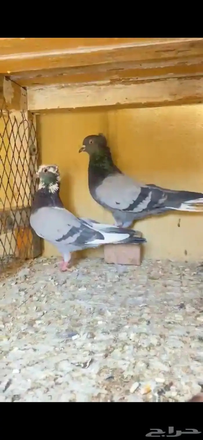 حمام قطايف 0