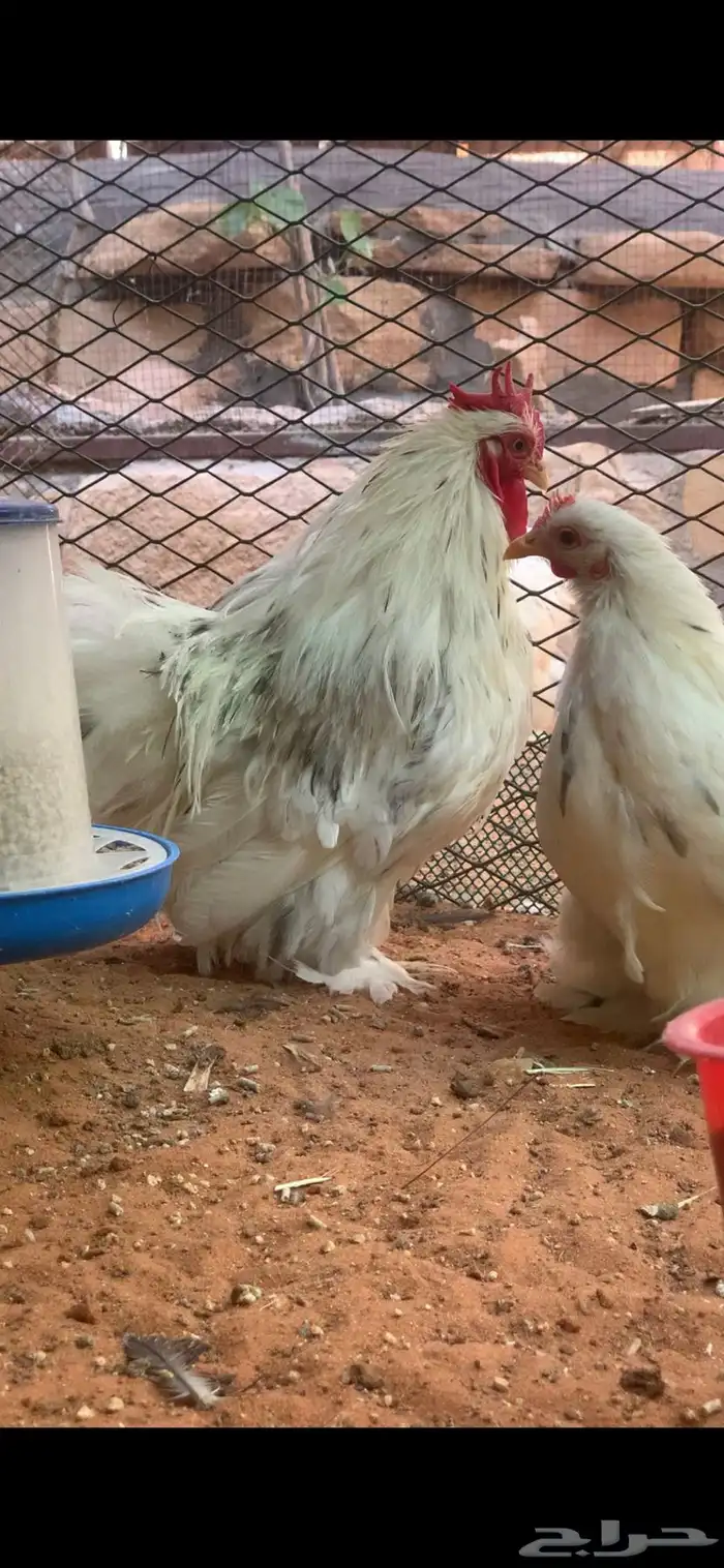 دجاج كوشن سبلاش TOP 3