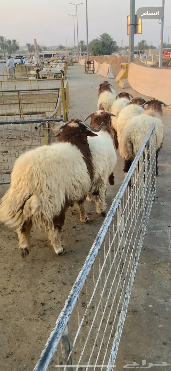 نعيم بلدي تمايم ذبايح مغلق 2