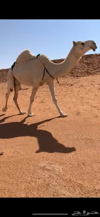 ضروبه طيبه منتج مبيوع حاشيها قبل ايام index