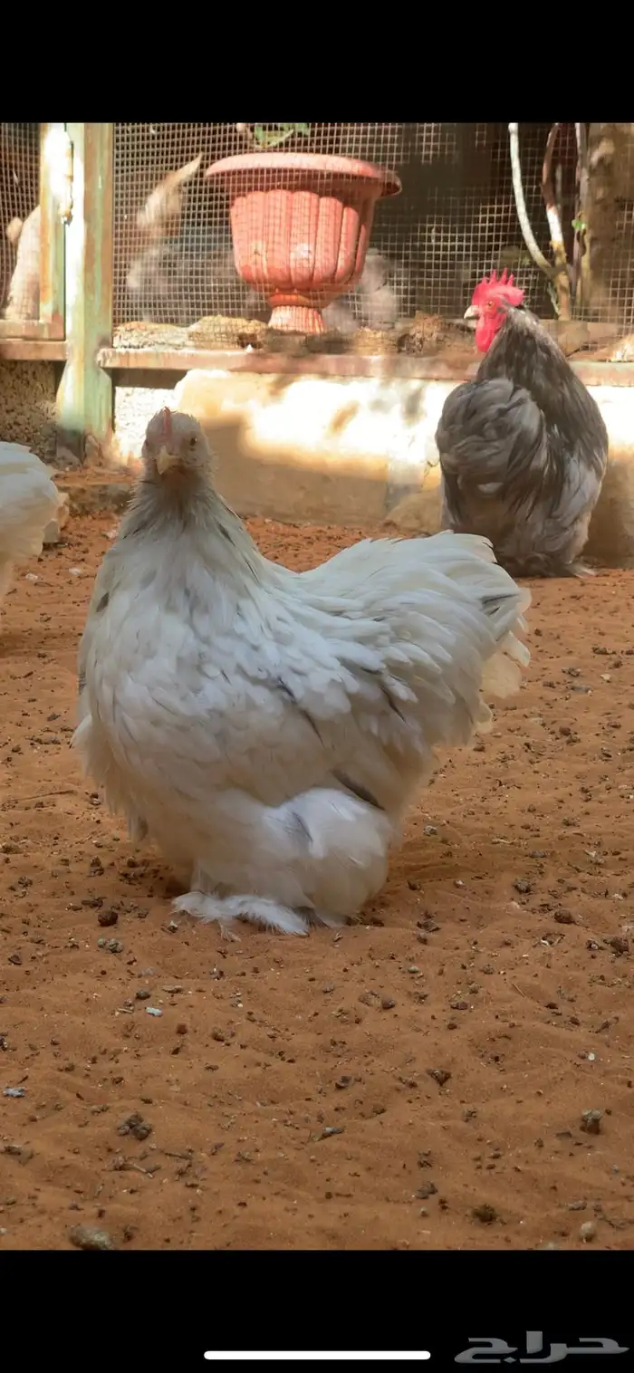 دجاج كوشن سبلاش TOP 0