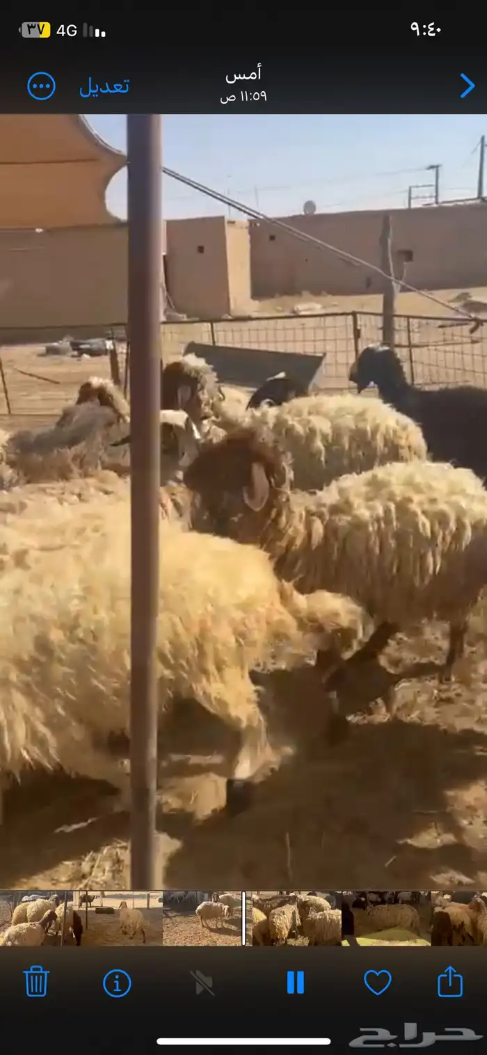 غنم نعيم متابيع العدد 30 تحتها 30 شرق الدوادمي 2