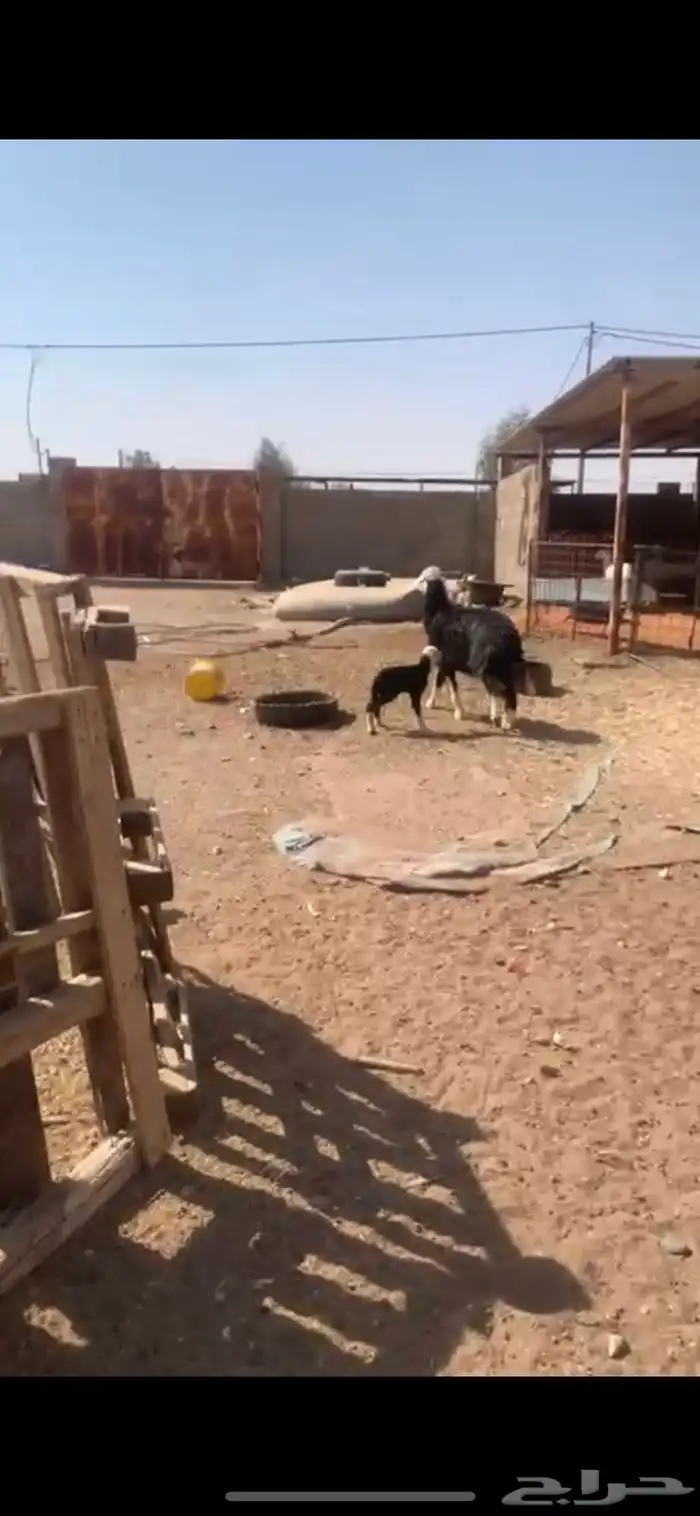 شاه نجديه خلفه 7