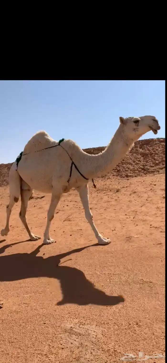 ضروبه طيبه منتج مبيوع حاشيها قبل ايام 0