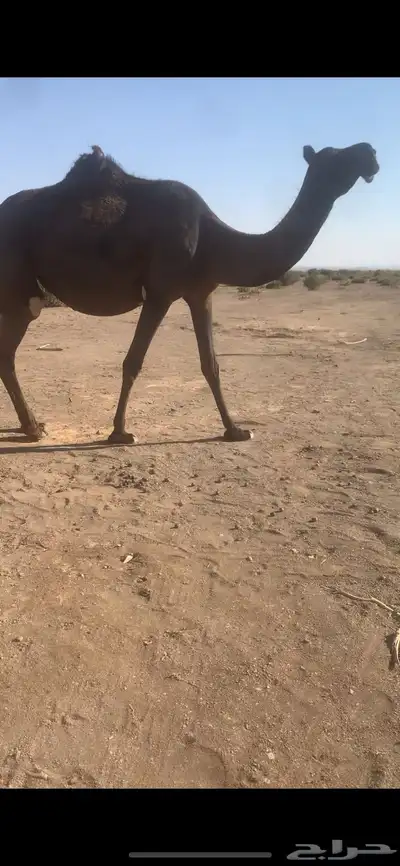 بكار لقحات index