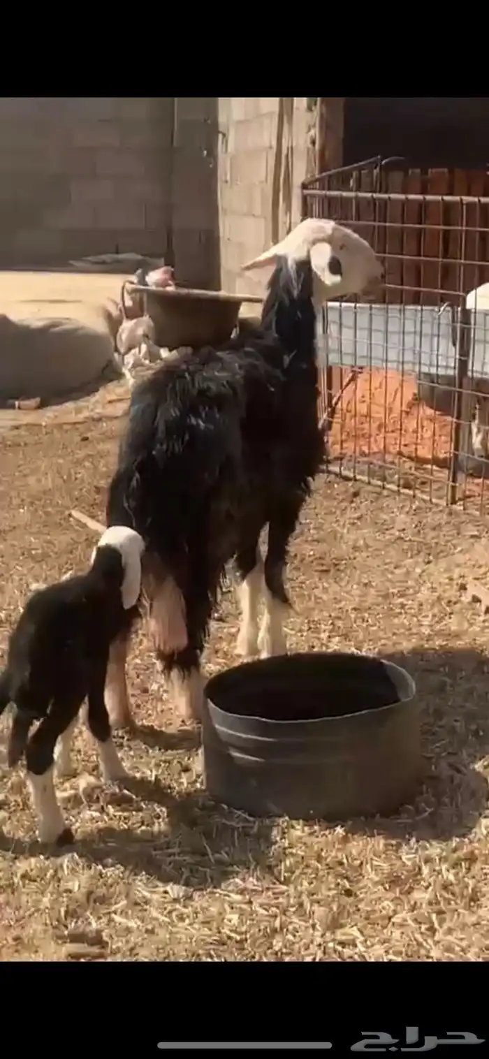 شاه نجديه خلفه 3