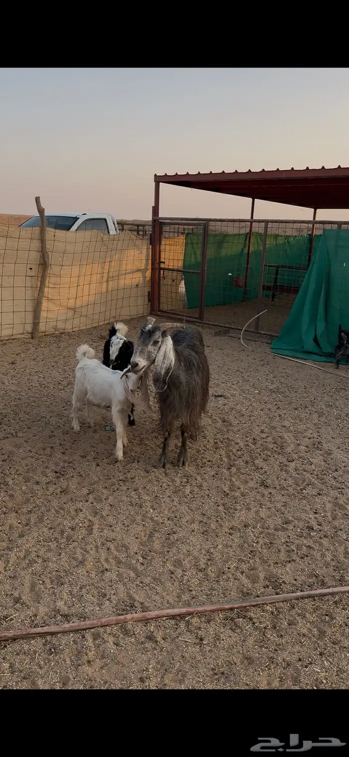 معزاء متاويم 1