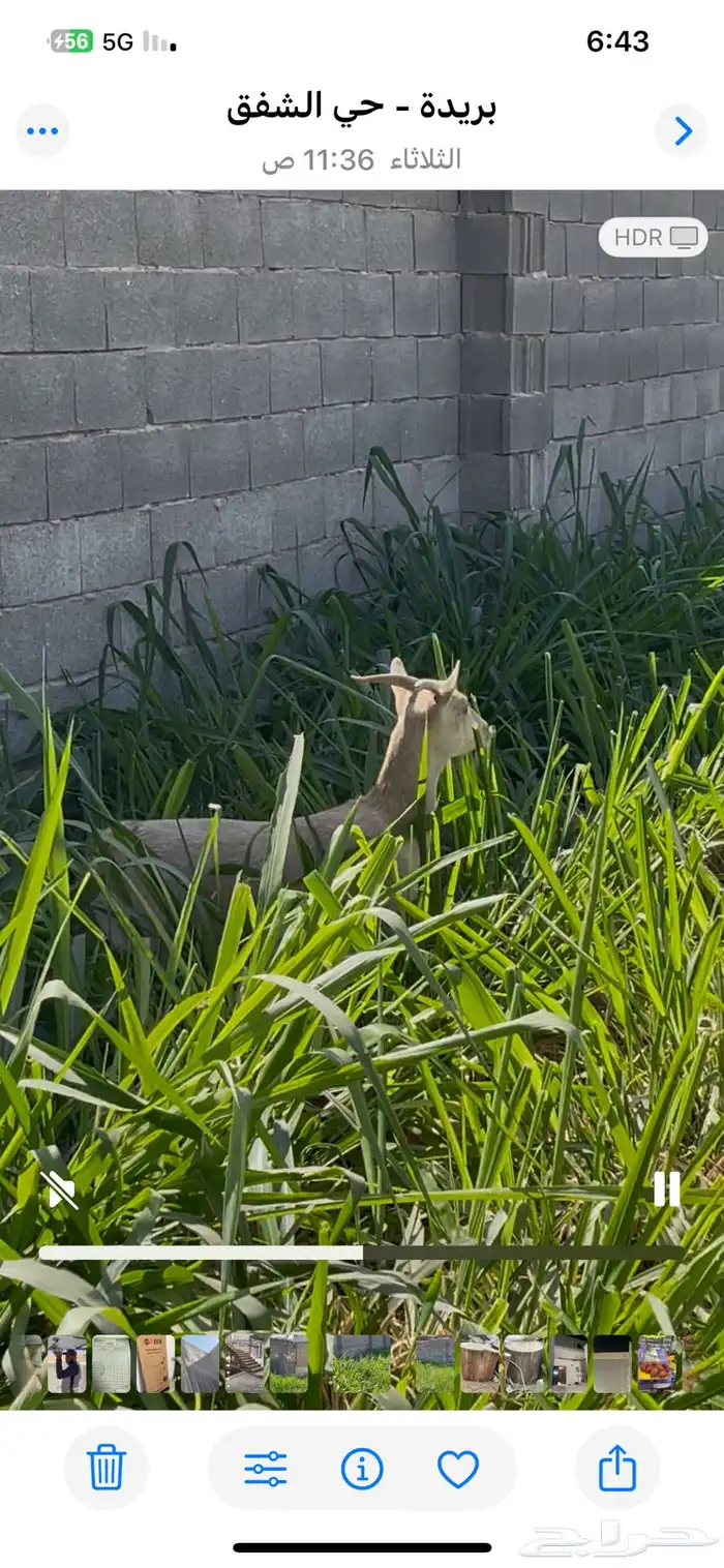 عنز جنوبيه دافع 0