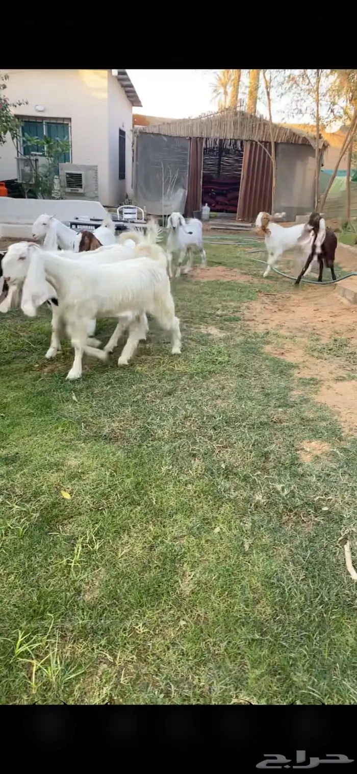 جذعات مطورات 1