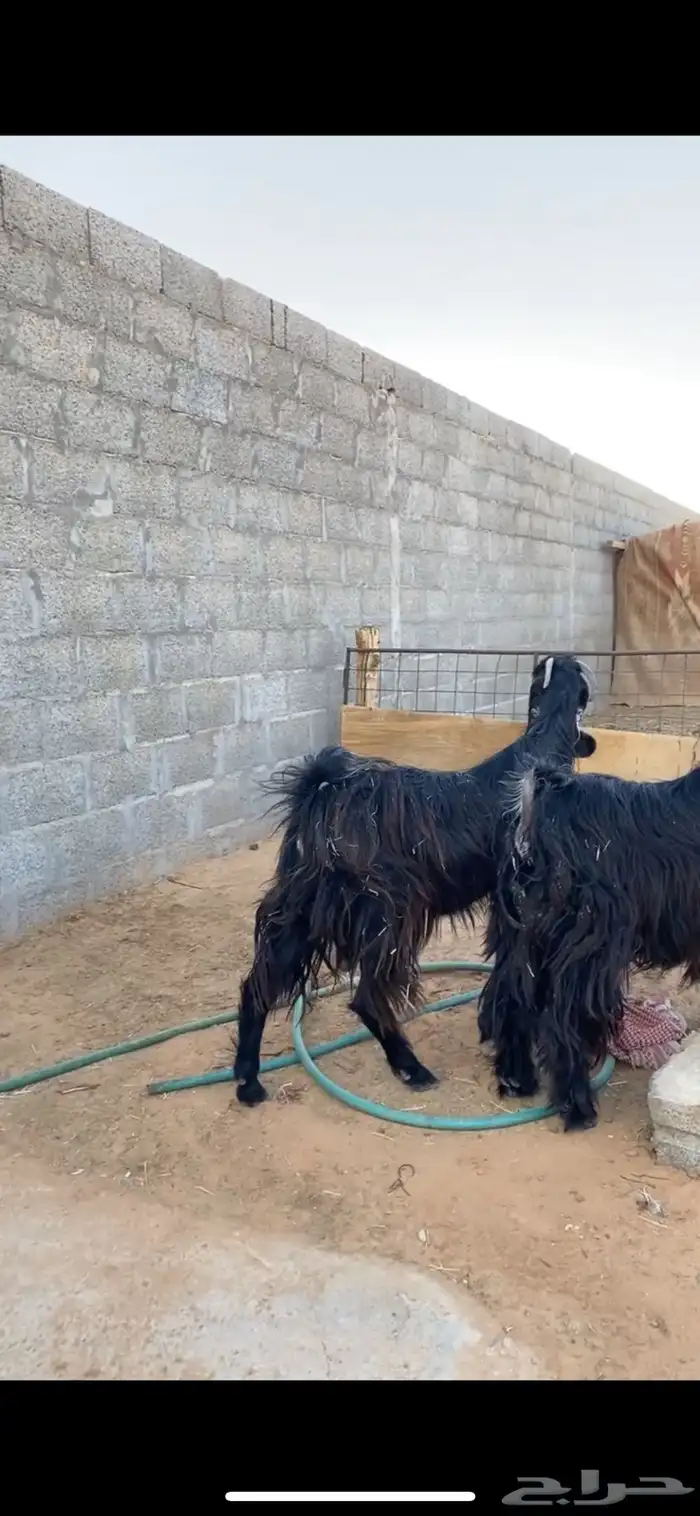 معزا عوارض صنف دفيع 2