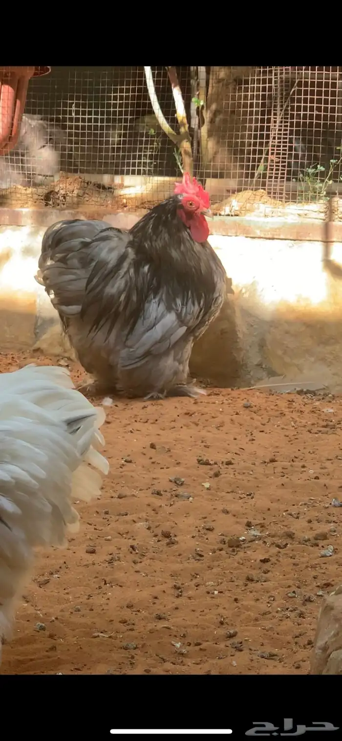 دجاج كوشن سبلاش TOP 2