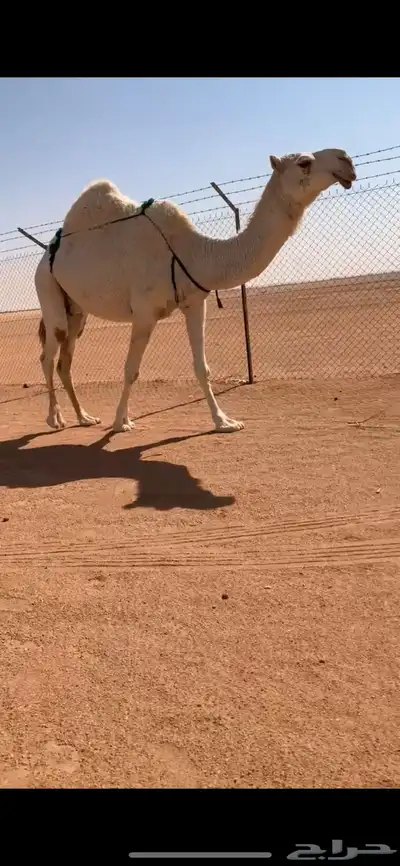 ضروبه طيبه منتج مبيوع حاشيها قبل ايام index