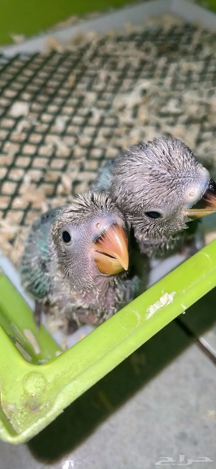 عروض على فروخ الروز 3