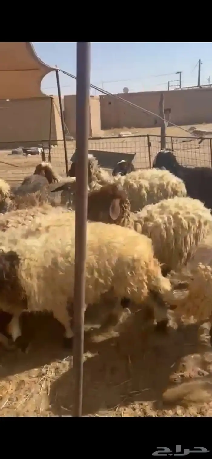 غنم نعيم متابيع العدد 30 تحتها 30 شرق الدوادمي 6