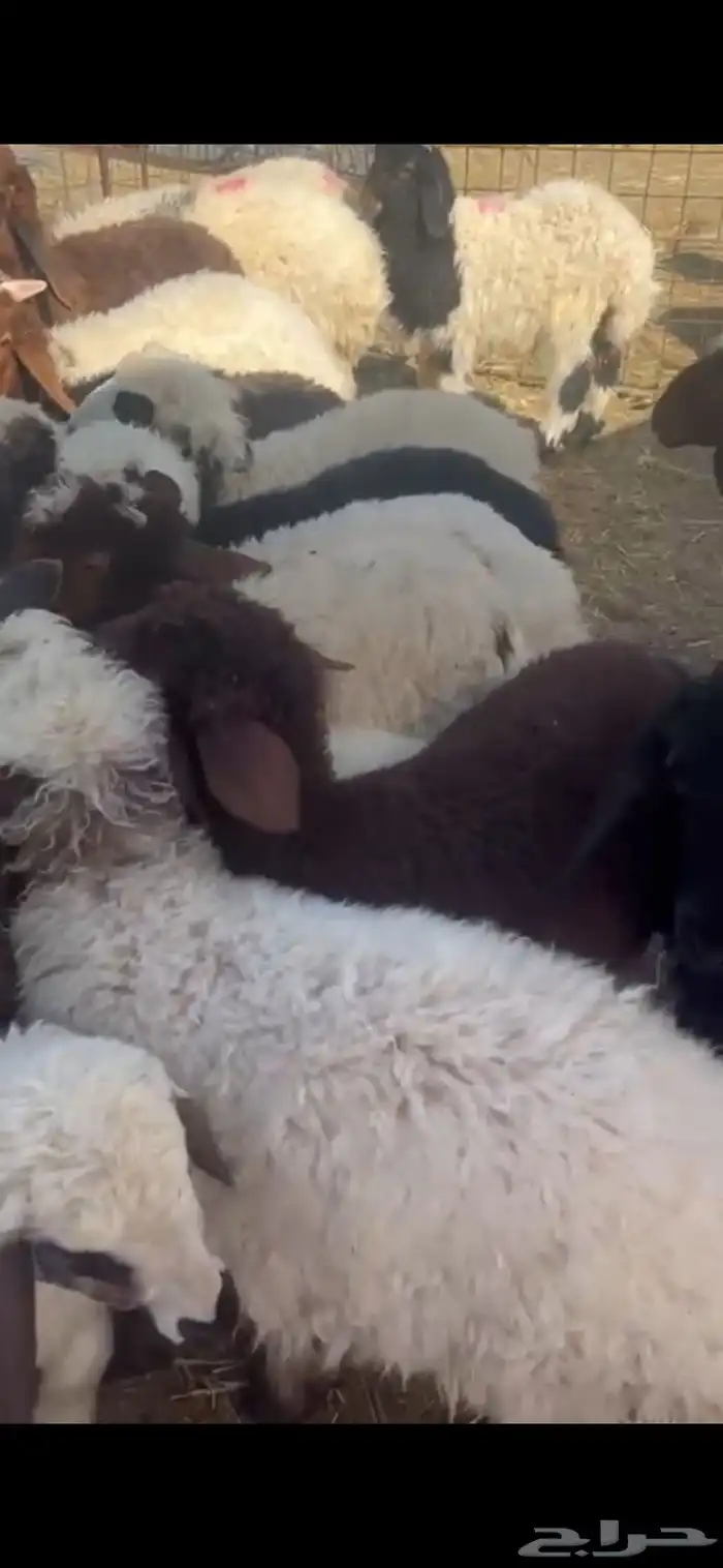 غنم نعيم متابيع العدد 30 تحتها 30 شرق الدوادمي 12