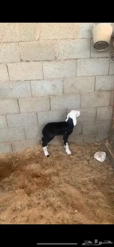 شاه نجديه خلفه index