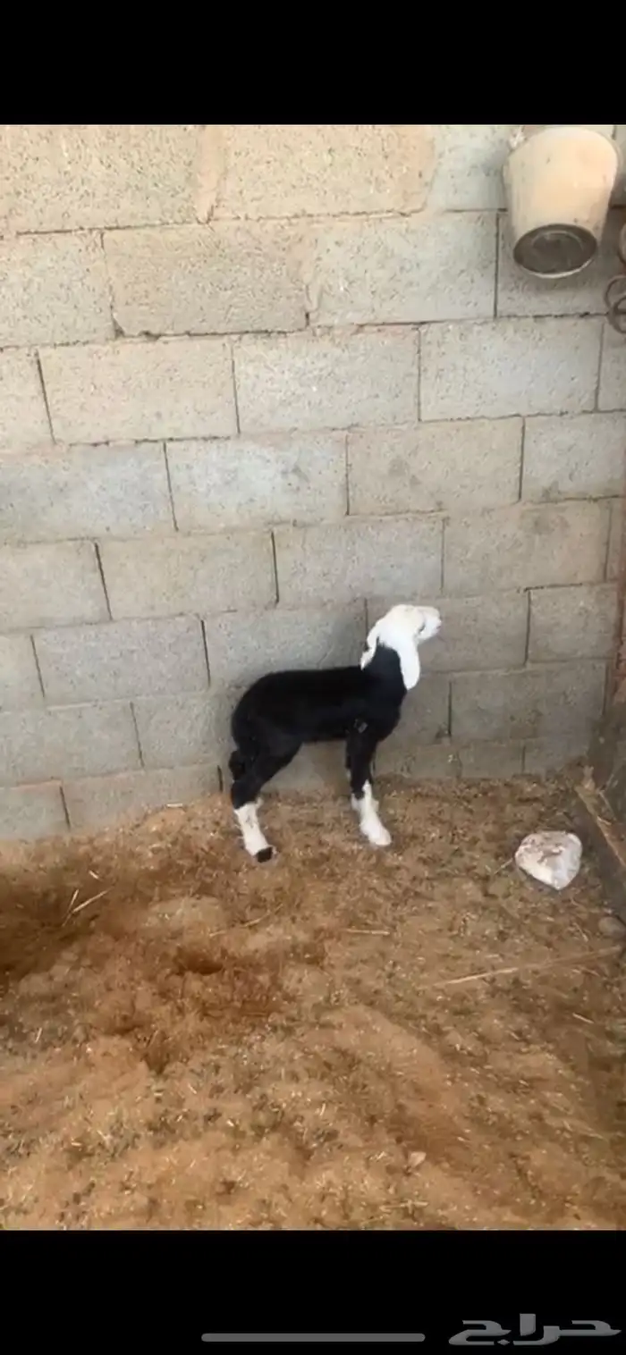 شاه نجديه خلفه 0