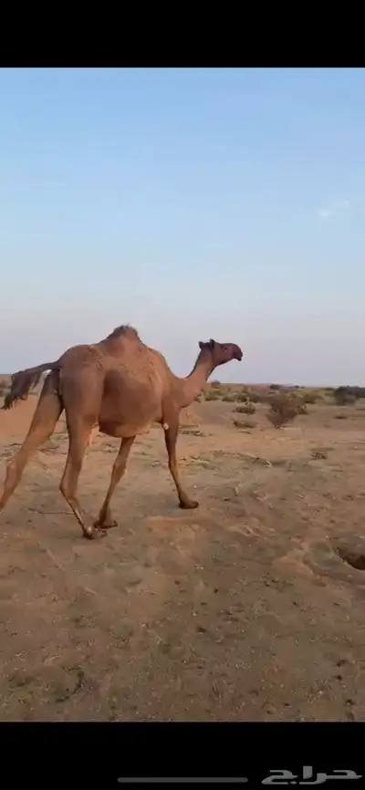 بكار لقحات index