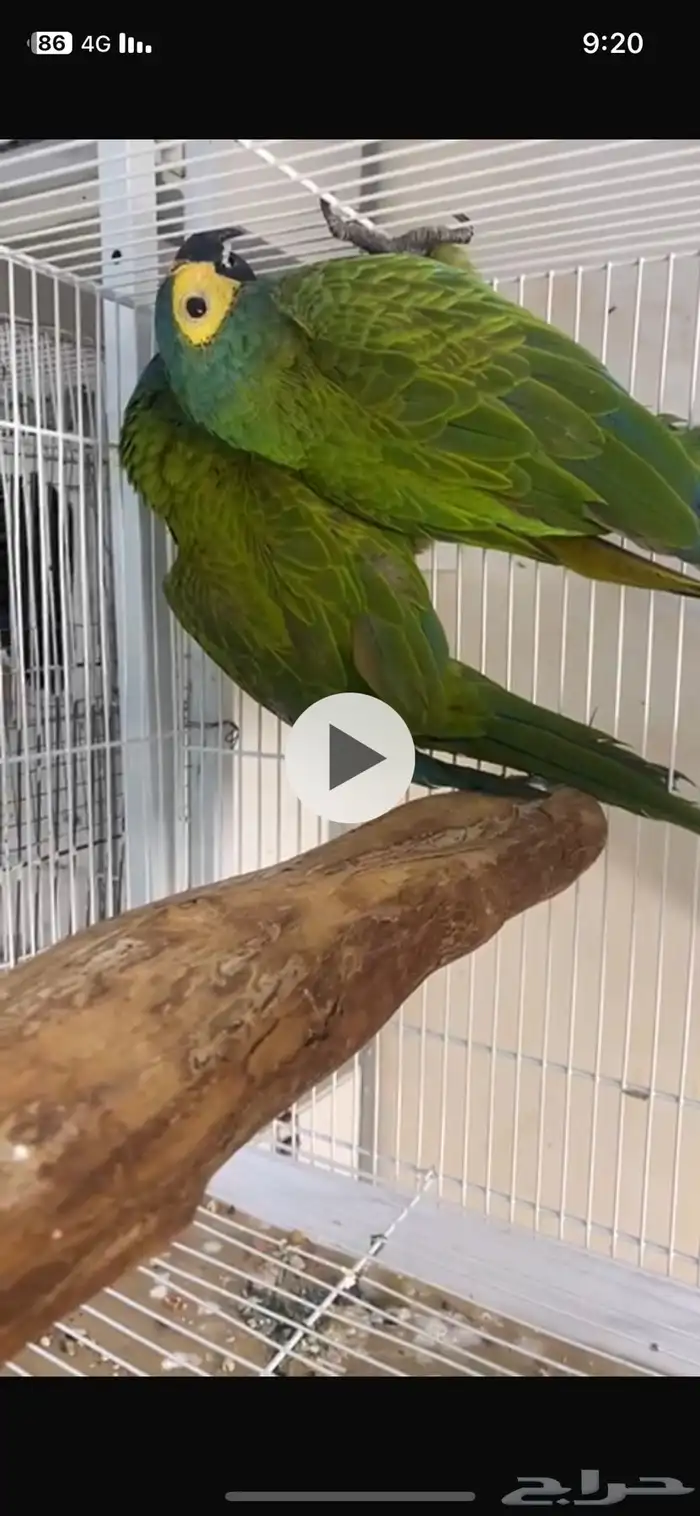 زوج منى مكاو السفير 0