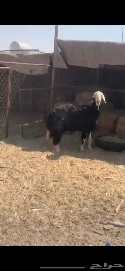 شاه نجديه خلفه index