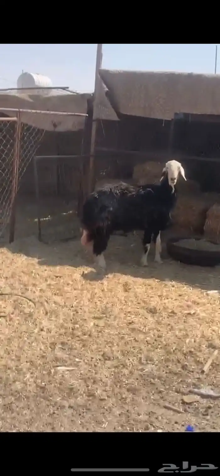 شاه نجديه خلفه 4