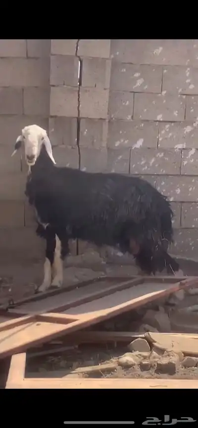 شاه نجديه خلفه index