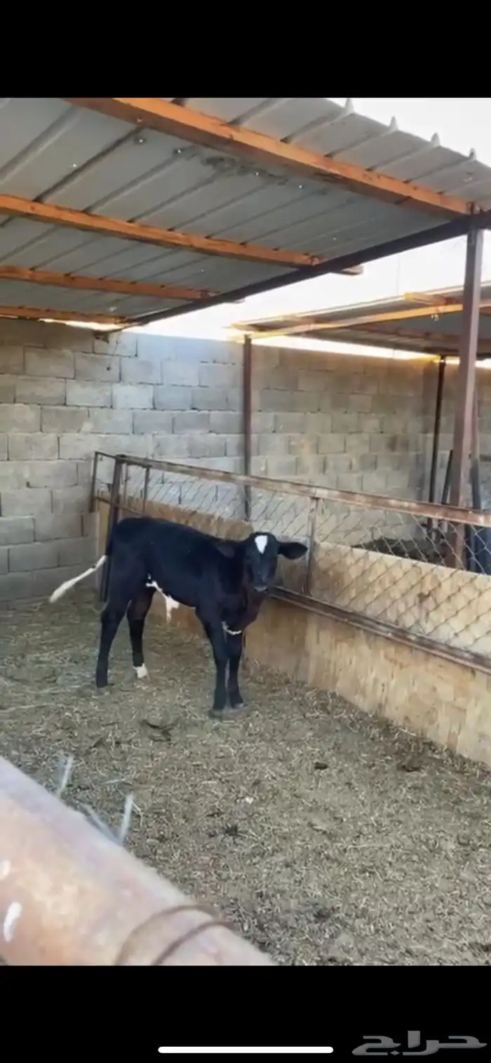 بقره عليها عجل 6