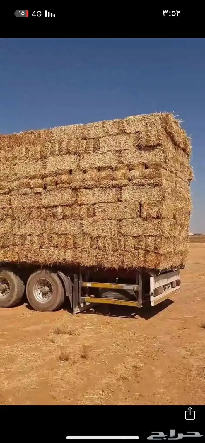 موجود تبن قمح حويل السعر 13ونص 1