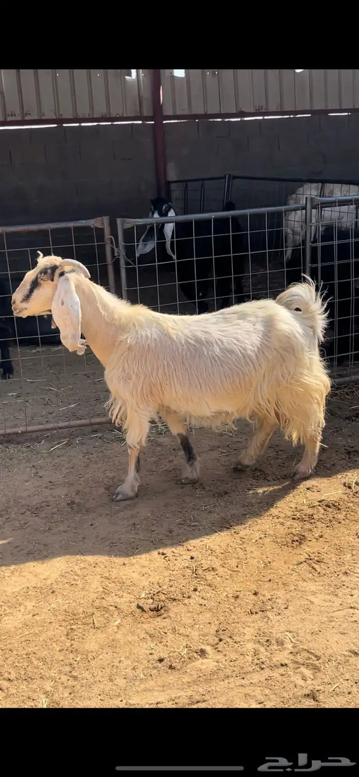 عنز دافع وتيس فحل 2