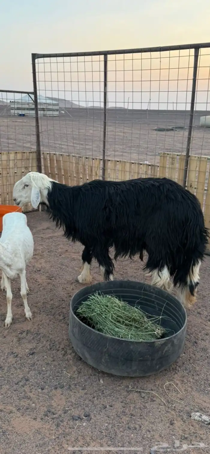خروف نجدي 1
