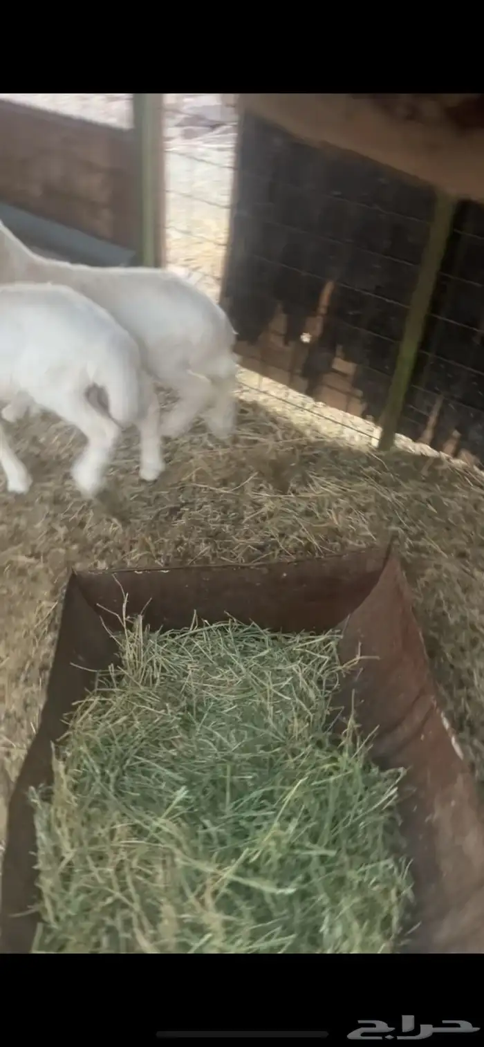 بهم تربيه للبيع 0