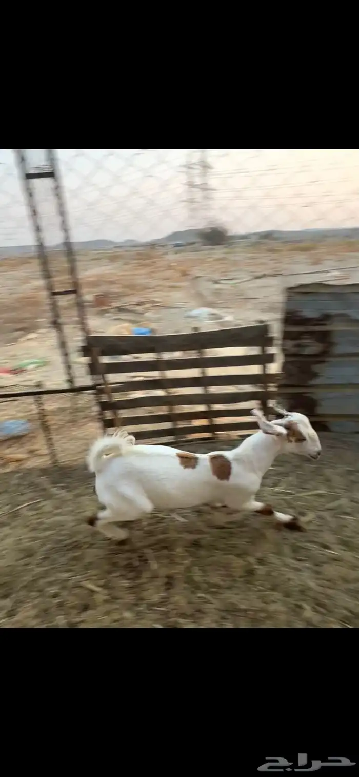 تيس ((تم البيع )) 2