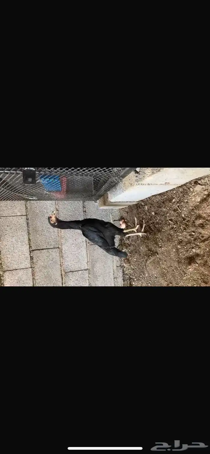 جوز شامو اللماني مستويات طيبه 5