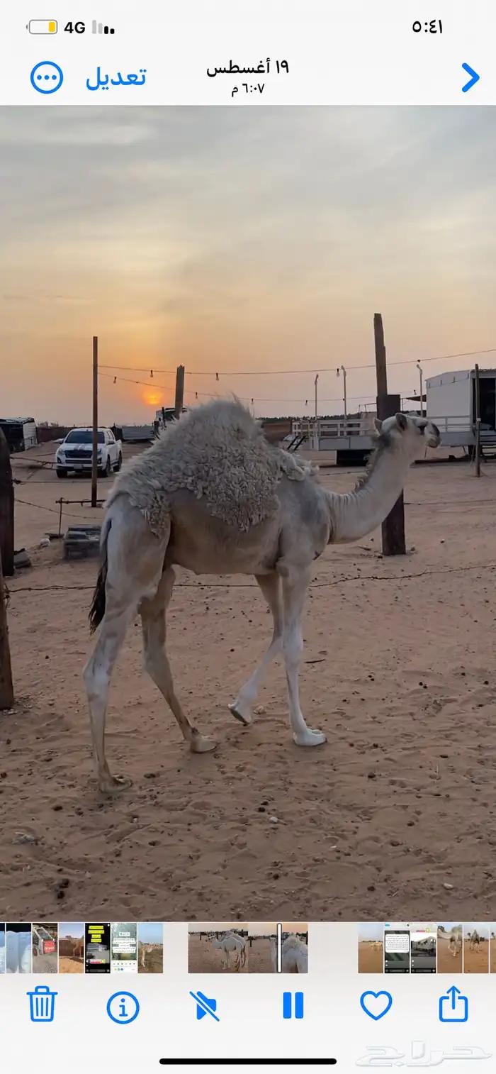 قعود رماني 0