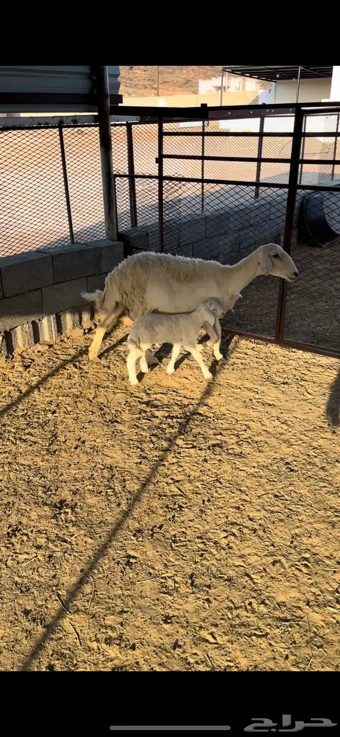 شاه تحتها طلي للبيع - تم البيع 0