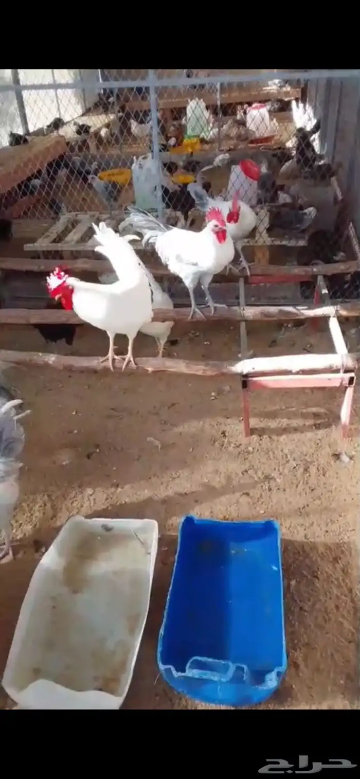 ديك بلدي حجم كبير علف مرام 1