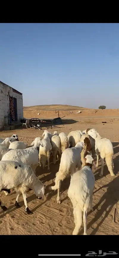 للبيع سواكن index