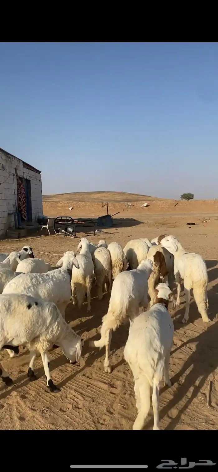 للبيع سواكن 3