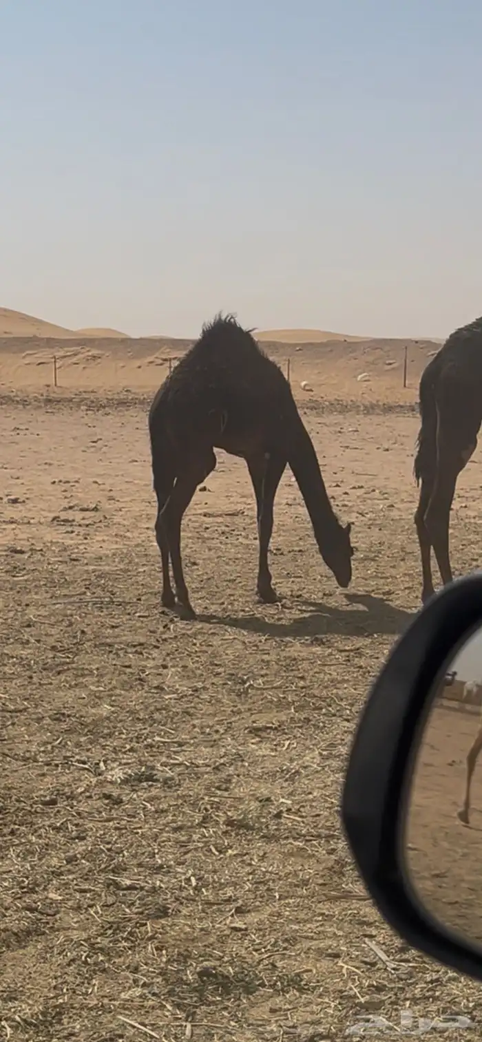 قعود تحت امه سمين طيب 0