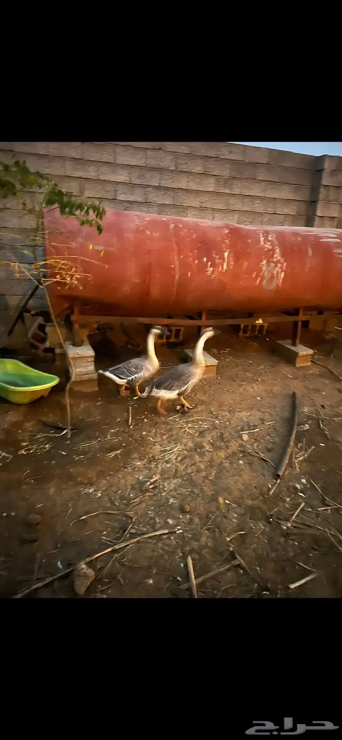 إناث وز عراقي اصيل بياض منتج ان شاءالله 1