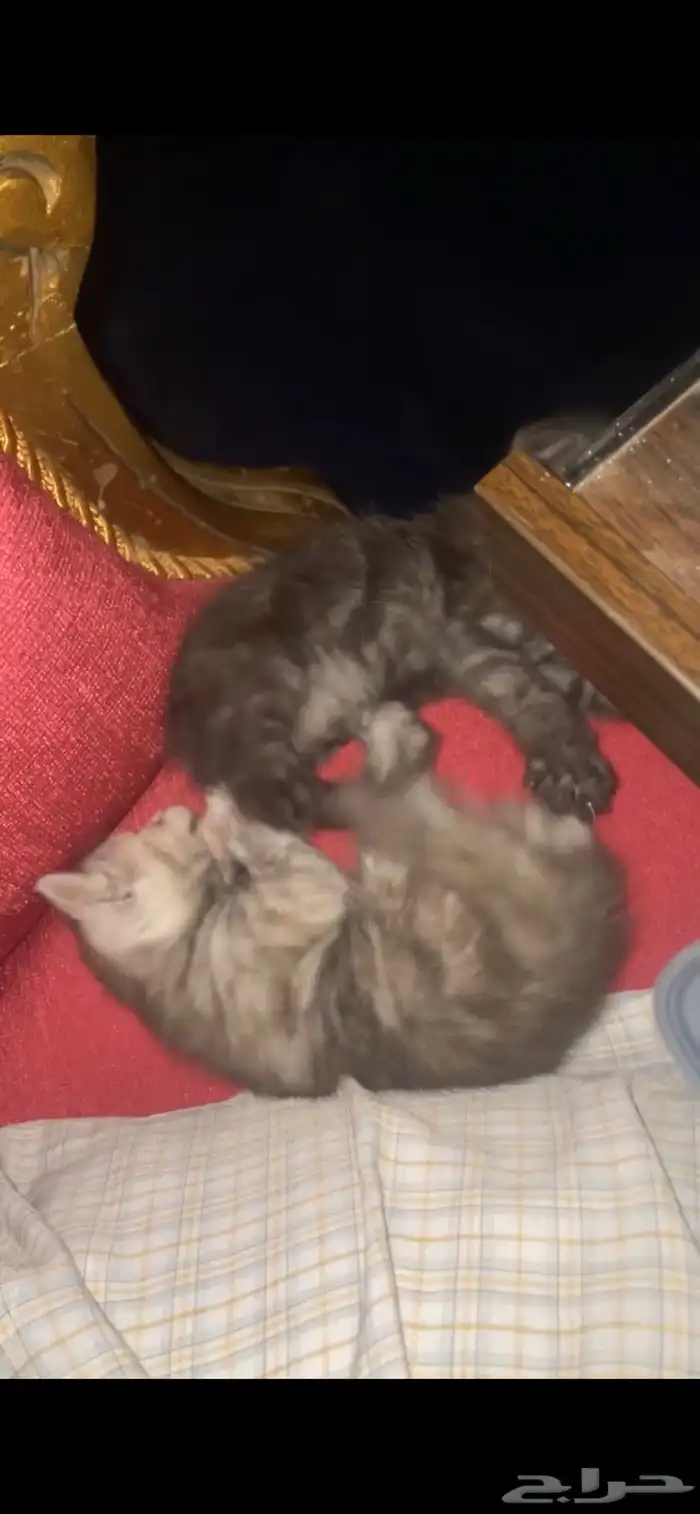 للتبني قطوتين اخوان لمن يخاف الله فيهمم 4