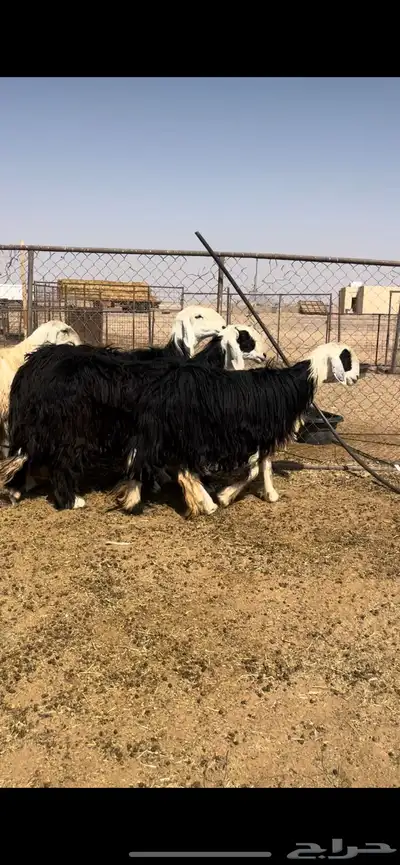 غنم نجد طيبه وجروم مقنوي index